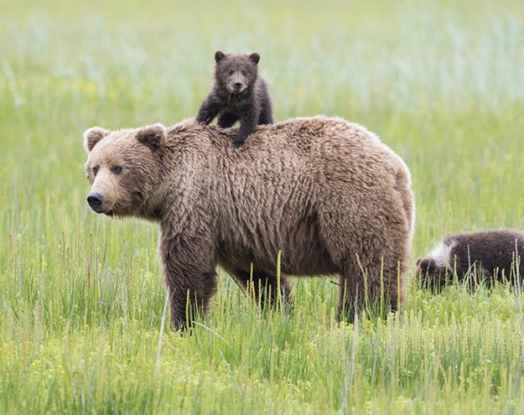 Bear Population